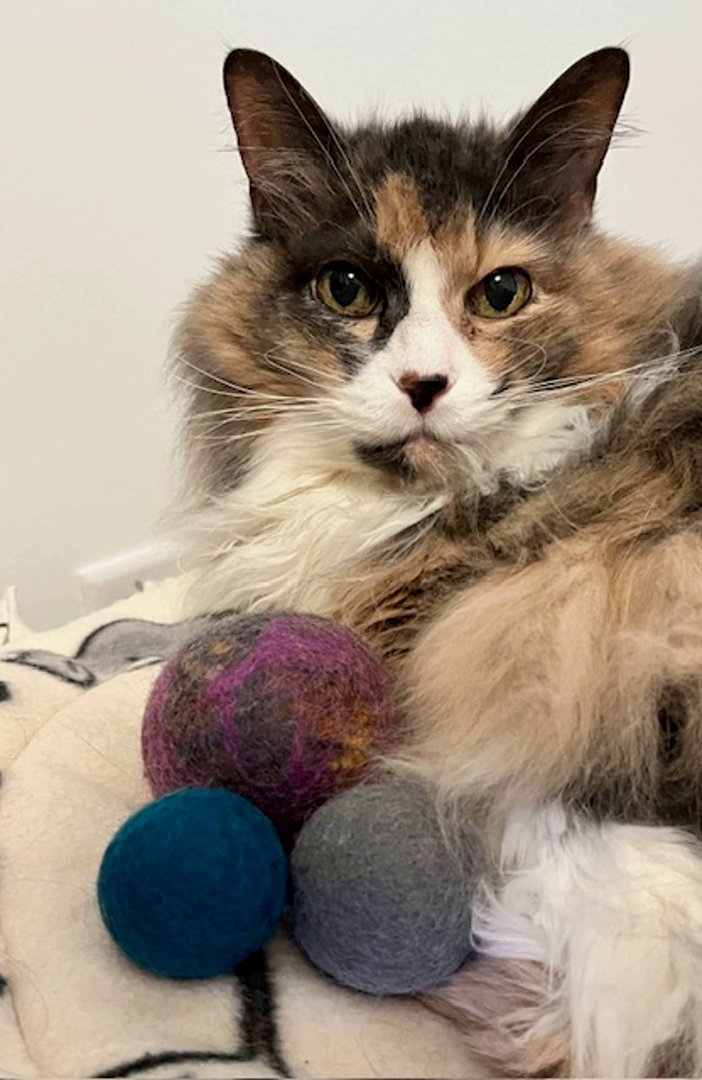 WNP: Felt Balls Cat Toy: Large 2.3" (6cm)